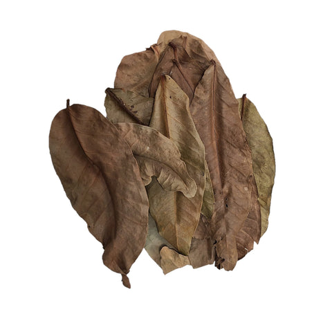 Dried Jambu Mixed Size Leaves