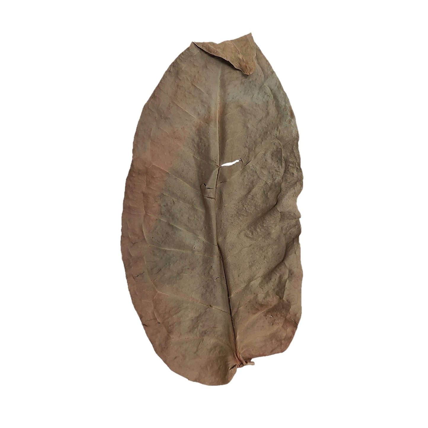 Dried Jambu Mixed Size Leaves