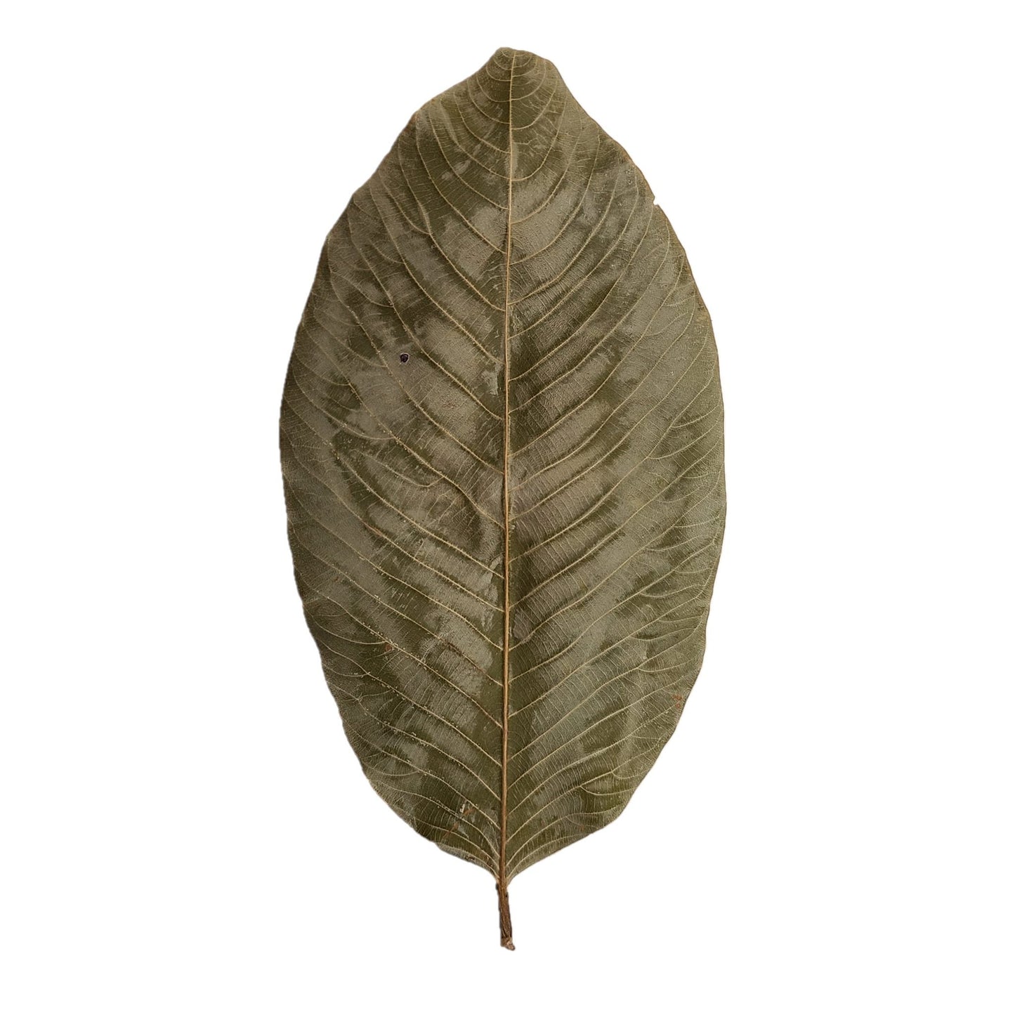 DRIED KETAKELA MIXED SIZE LEAVES