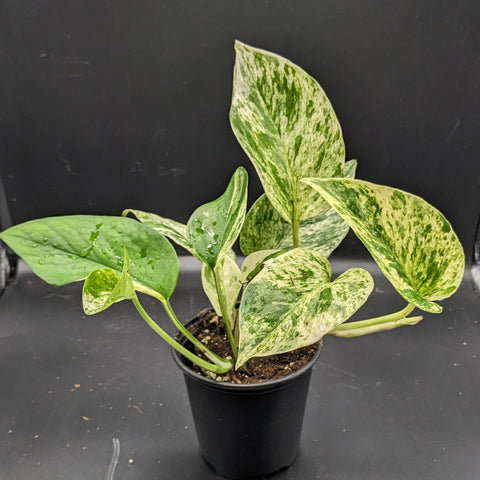 PLANT POTHOS MARBLE QUEEN 3.5"