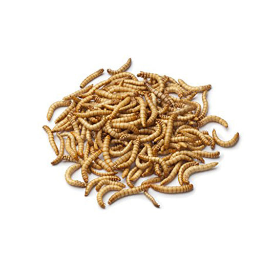 Mealworms