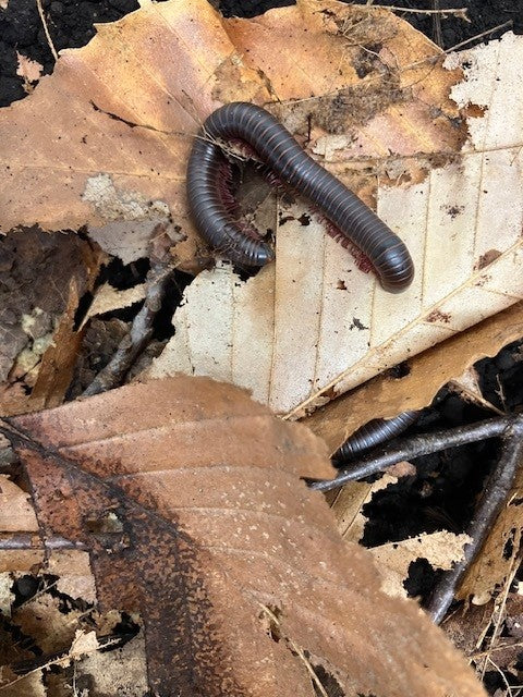 MILLIPEDE, AMERICAN GIANT