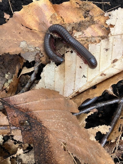 MILLIPEDE, AMERICAN GIANT
