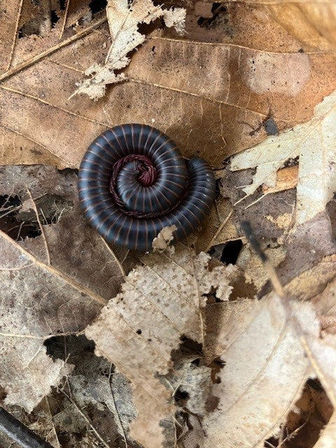 MILLIPEDE, AMERICAN GIANT