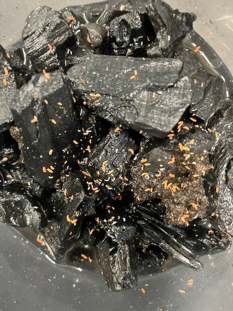 SPRINGTAILS, SPANISH ORANGE