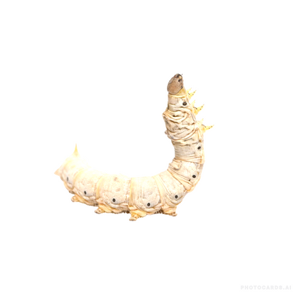 SILKWORM