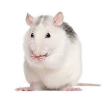 Frozen Rat - X-Large