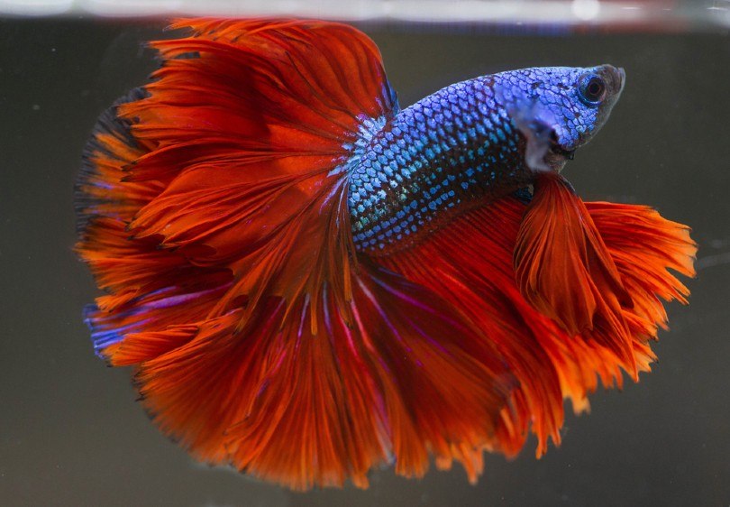 Betta Rose Petal