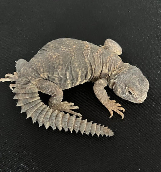 UROMASTYX, SAHARAN - CAPTIVE BRED