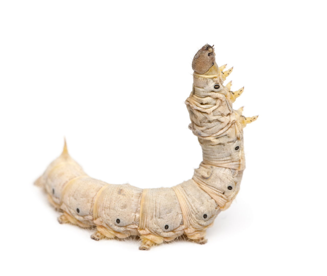 SILKWORM