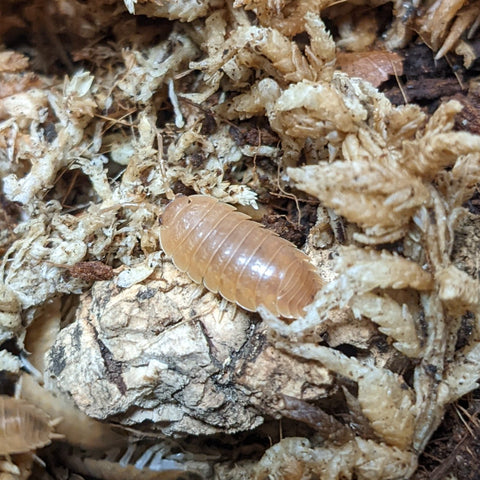 ISOPOD PORCELLIO LAEVIS "SMOOTH GREY ORANGE" (15+ COUNT)