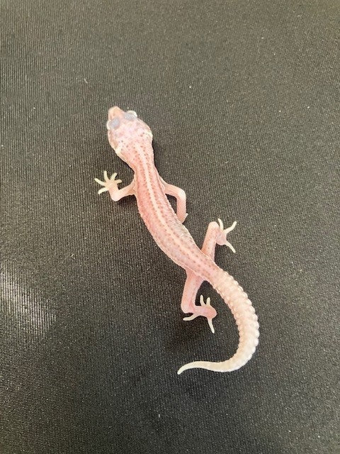 GECKO, LEOPARD (SUPER RADAR)