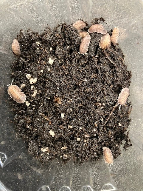 ISOPOD TROGLODILLO SP. SOIL
